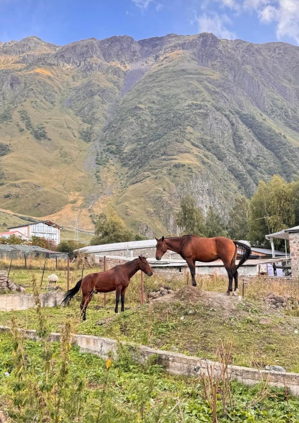 Edelweiss Cottage Kazbegi Exterior photo
